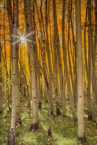 Terry Luettinger-Aspen Glow, Fall Color in Colorado