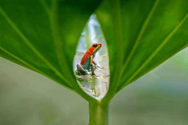Ollie Fife Image of the Year / Adv color_1st_Deb Rose_Peek A Boo