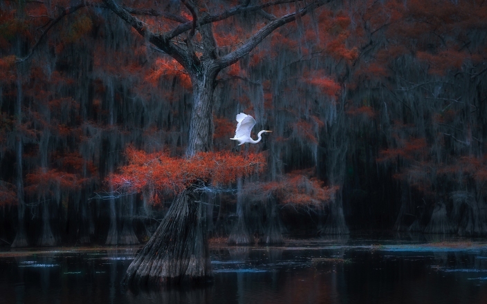 Adv Color_2nd_Catherine Wang_Caddo Lake