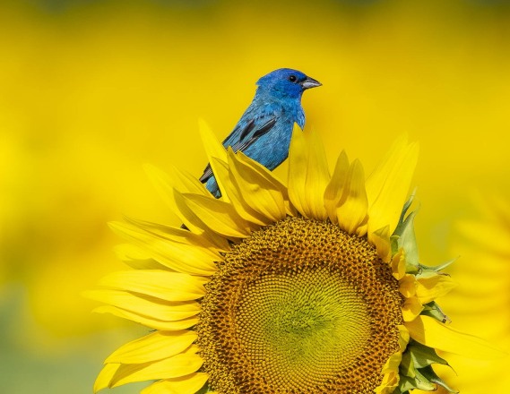 Adv Color_3rd_Ilenia Alvarez_The Sun Rises For Everyone