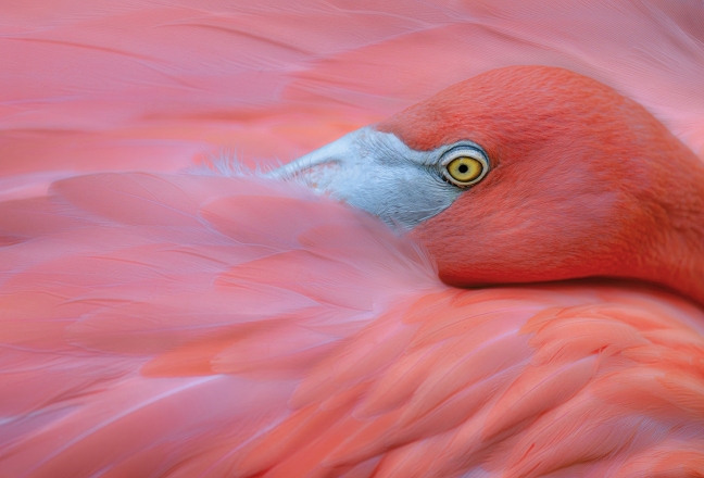 Adv Color_HM_Catherine Wang_Pink Dream