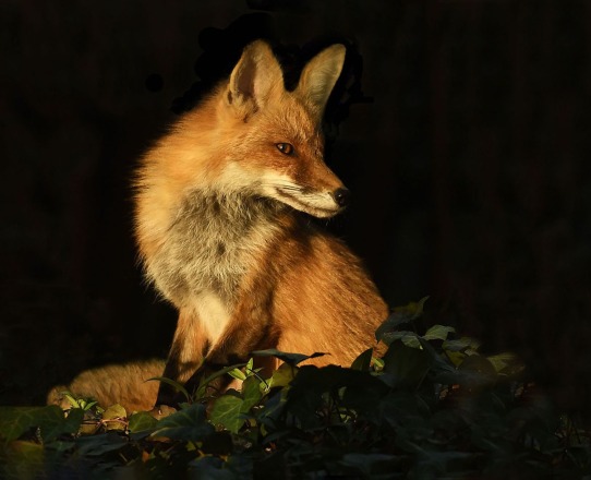 Adv-Color_HM_George-Karamarkovich_Lady-Fox