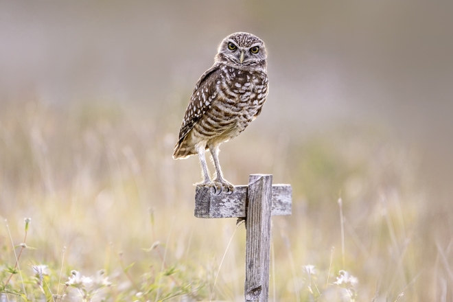 Adv Color_HM_Thu Huynh_Burrowing Owl