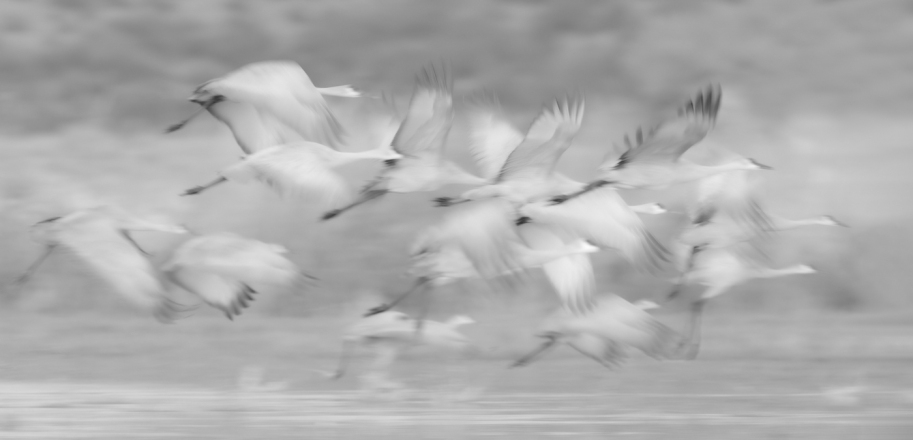 Adv Mono_2nd_Kimxuan Nguyen_Sandhill Cranes