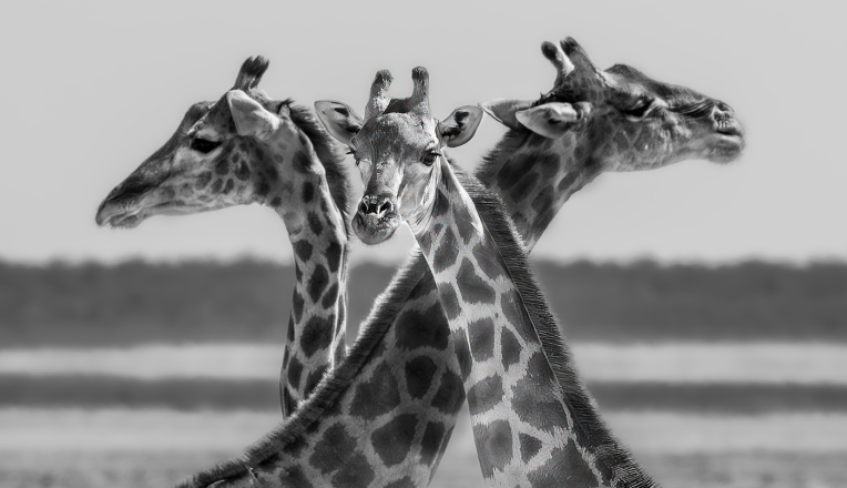 Adv-Mono_3rd_Bill-Corbett_Namibia-2016