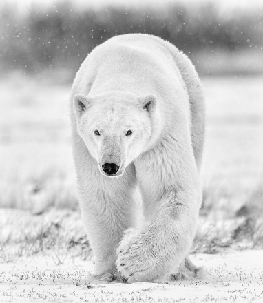 Adv Mono_HM_Don Little_Polar Bear Approaching
