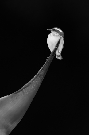 Adv Mono_HM_Kimxuan Nguyen_Hanging On
