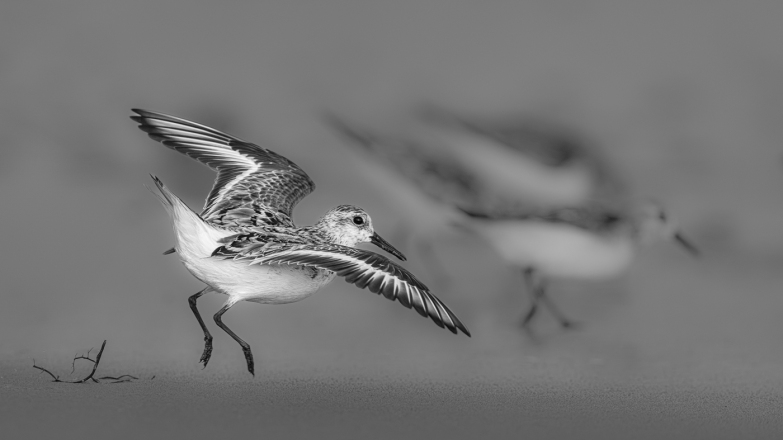 Adv Mono_HM_Stan Bysshe_Sanderling