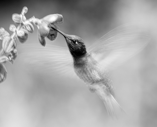 Adv Mono_HM_Thien Nguyen_Spread My Wings