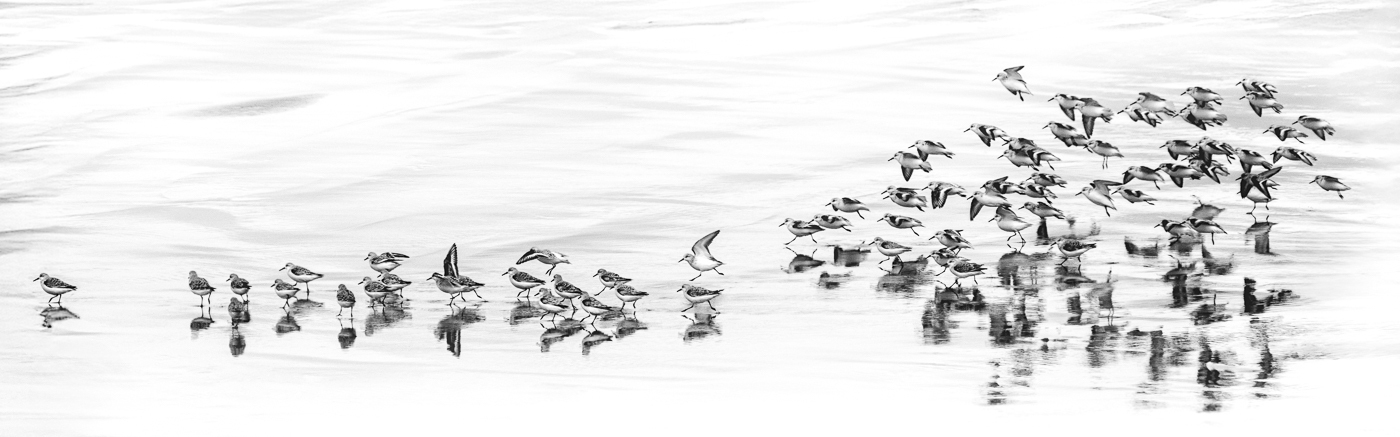 Int Mono_1st_Philip Deshong_Sanderlings Oregon