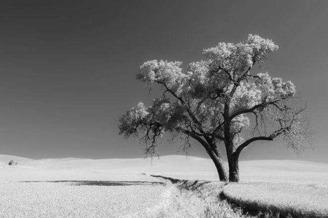 Int Mono_3rd_John G Olsen_Lone Tree