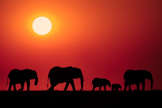 Nov Color_1st_Richard Distlerath_Elephants At Sunset