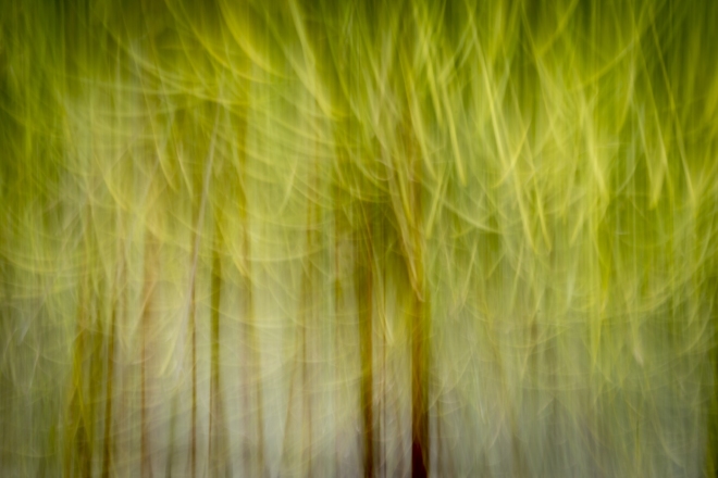 Nov-Color_2nd_Susan-Blalock_Icm-Truffula-Trees