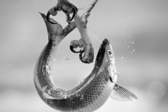 Adv-Mono_1st_Kimxuan-Nguyen_Lucky-Me