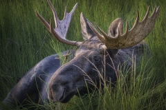 Adv Colr_2nd_Thu Huynh_The Moose
