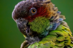 Adv Colr_HM_C_A_Bill Corbett_Brazilian Blue-throated Conure