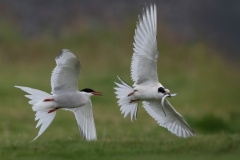 Adv Colr_HM_C_A_Kimxuan Nguyen_Arctic Terns
