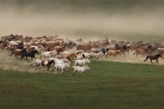 Adv Colr_HM_Thien Nguyen_Inner Mongolia