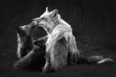 Adv Mono_HM_Kimxuan Nguyen_Kissing