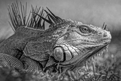 Adv Mono_HM_Thien Nguyen_Ecuador Iguana