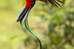 Int Colr_1st_Terri Lannigan_Resplendent Quetzal