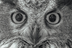 Int Mono_1st_Jennifer Kang_Owl