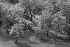 Int Mono_3rd_Anita Feidler_Cottonwood Grove