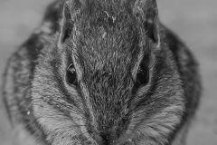 Int Mono_HM_Lidia Slominski_All Eyes