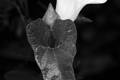Int Mono_HM_Philip Deshong_False Bindweed