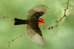 Nov Colr_1st_Dorcas Brannock_Vermillion Flycatcher