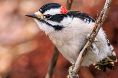 Nov Colr_HM_Steve Raia_Downy Woodpecker