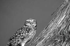 Nov Mono_1st_Siva Vittala_Burrowing Owl In Rain