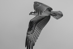 Nov Mono_3rd_Bill Kang_Meadowlark Osprey