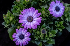 Prints_Adv Color_1st_Georgette Grossman_Transvaal Daisies