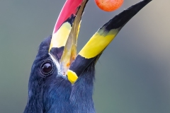 Prints_Adv Color_2nd_Kimxuan Nguyen_Perfect Catch