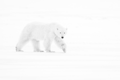 Prints_Adv Mono_HM_Eva Lanyi Polar Bear Greeting
