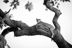 Prints_Adv Mono_2nd_David Kravitz_Alert Leopard