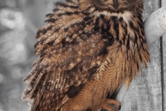 Prints_Nov_2nd_Bill Kang_Hootie Owl