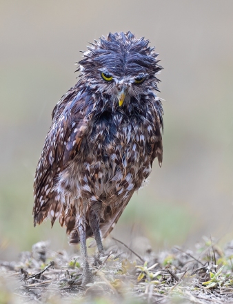 Adv-Color_3rd_Kimxuan-Nguyen_Burrowing-Owl-All-Wet