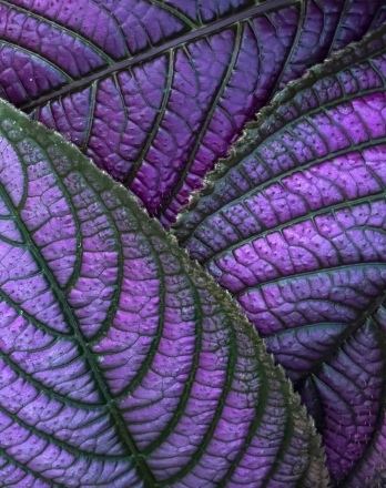 Adv-Color_HM_Rena-Schild_Deep-Purple