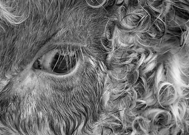 M_A_Fred Krebs_Cows Eye