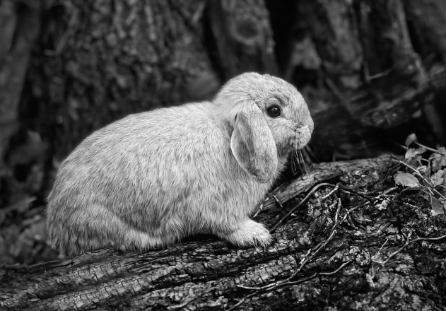 M_A_Jennifer H Nguyen_Floppy Fur Bunny