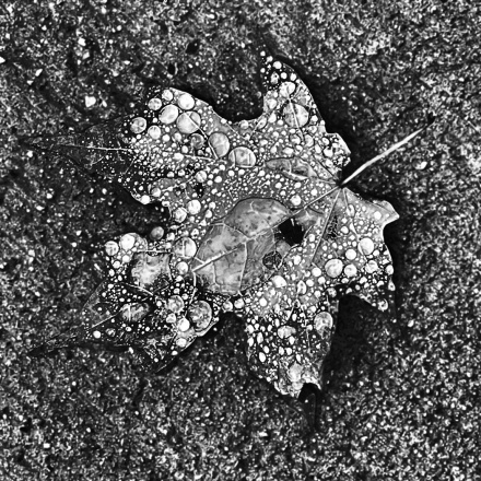 Int-Mono_2nd_John-Nash_Wet-Leaf.jpg
