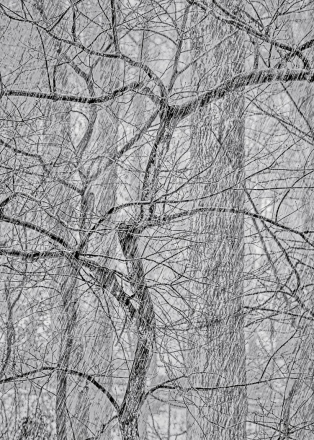 Int-Mono_3rd_David-M-Miller_Thicket-Of-Snow.jpg