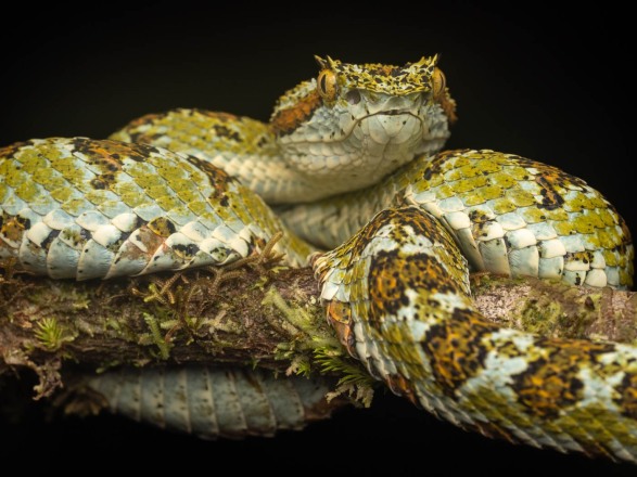 Int_Color_2nd_Terri-Lannigan_Eyelash-Viper