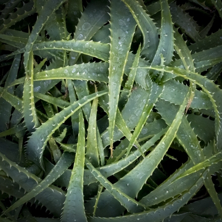 Nov-Color_1st_Susan-Blalock_Prickly-Situation