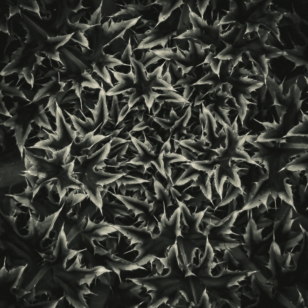 Nov-Mono_2nd_Siva-Vittala_Circle-Weed
