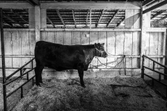 Adv Mono_HM_Suzanne Mcintire_Cattle Barn County Fair