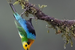 Prints_Adv Color_1st_Kimxuan Nguyen_Multicoloured Tanager