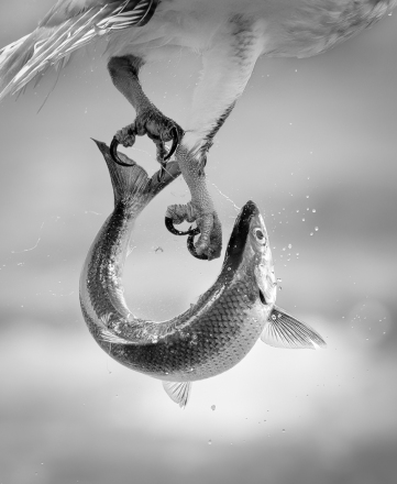 Adv Mono_1st_Kimxuan Nguyen_Lucky Me